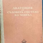 Анатомия на съдовата система на човека