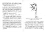 Кинезиология - Image 4